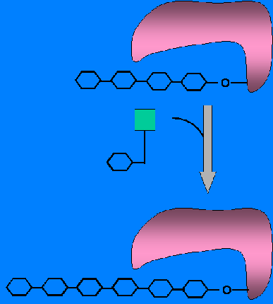 Figura 18. La glucógeno sintasa transfiere uno a uno los restos de glucosa del UDP-glucosa hacia la hebra del polisacárido en crecimiento.