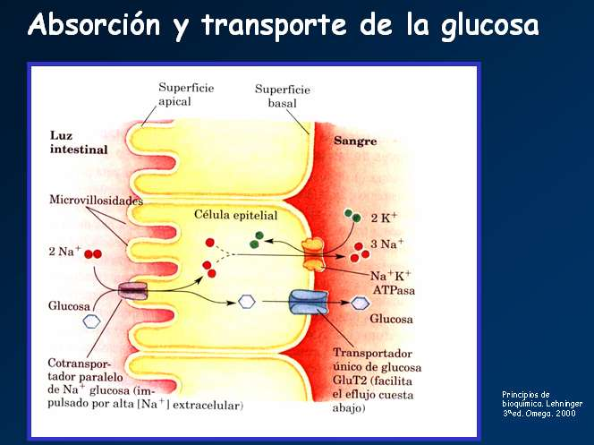 Figura 9. Esquema de la absorción y el transporte de la glucosa obtenida de la degradación de los glúcidos.
