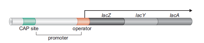 Regulación del operón lac Mecanismo de