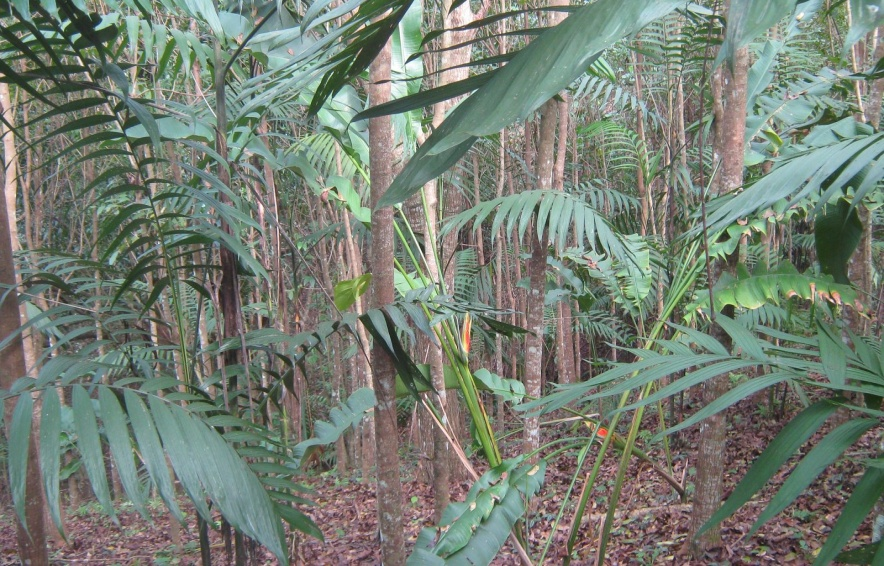 Manejo de acahuales y cultivos bajo sombra: Cedrela odorata; Swietenia macrophylla Theobroma cacao, Coffea arabica