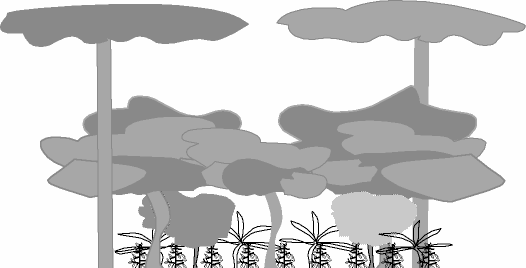 2. Terminología Cubierta vegetal arbórea, cubierta forestal o dosel: Follaje por encima del nivel de los cafetos.