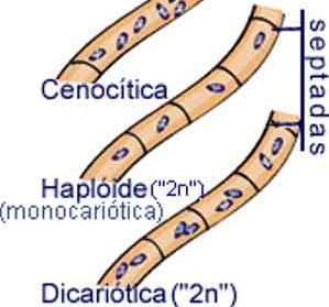 Hifas Septadas Monocarióticas: 1 núcleo por célula Dicarióticas: 2 núcleos por célula