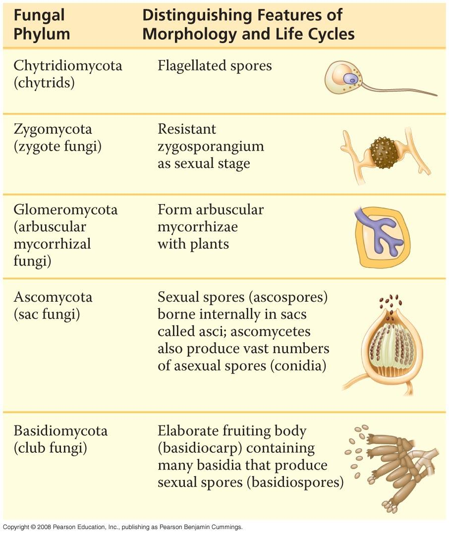 Chytridiomycota Faltan las verdaderas hifas Mucoromycotina: hifas cenocíticas Glomeromycota: hifas cenocíticas