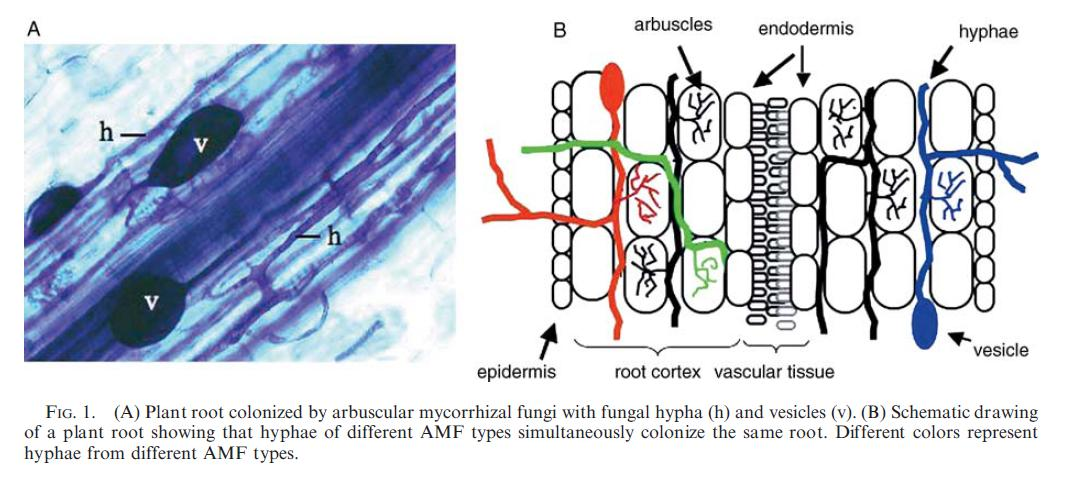 Características de las raíces MA No se observan cambios externos en las raíces Hifas no septadas Forman arbúsculos