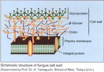 Características generales de los Hongos Fungi 80.000 a 120.000 spp.