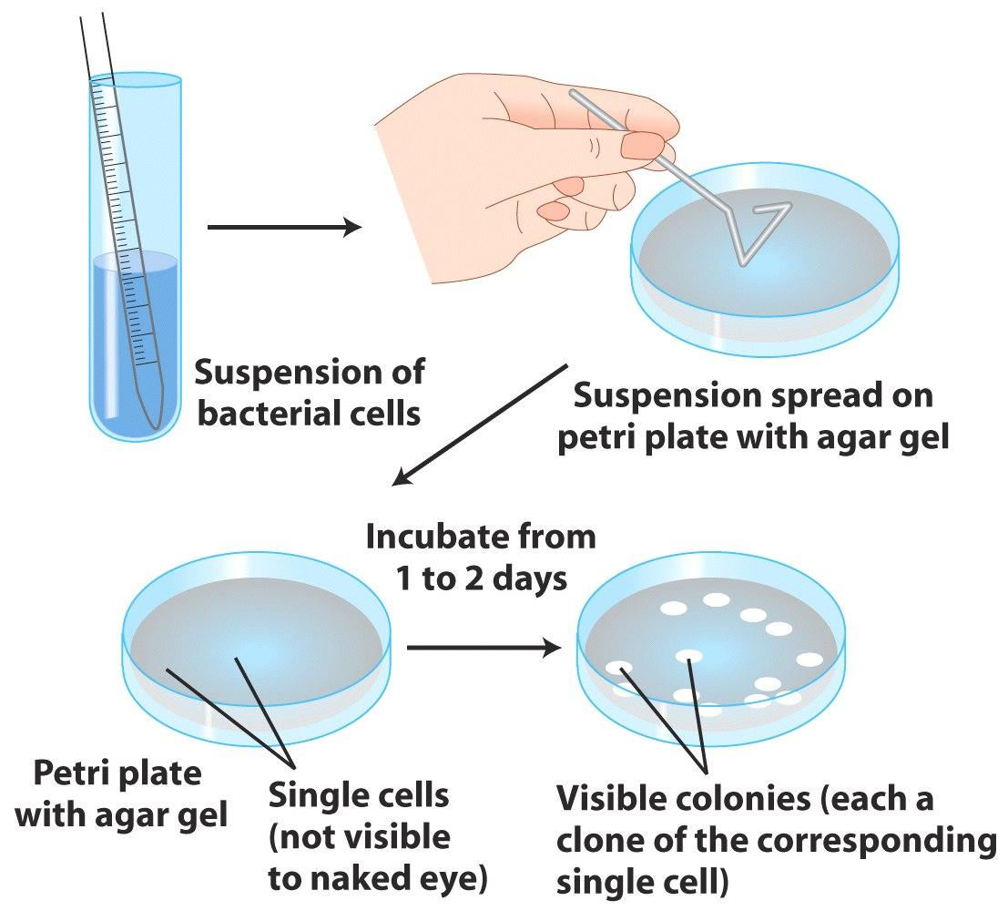 Cultivos de bacterias Suspensión celular bacteriana Suspensión plaqueada en caja con agar Incubación 1 2 días Caja Petri con agar Células