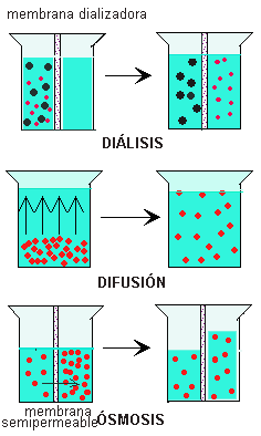 La diálisis. En este caso pueden atravesar la membrana además del disolvente, moléculas de bajo peso molecular y éstas pasan atravesando la membrana desde la solución más concentrada a la más diluida.
