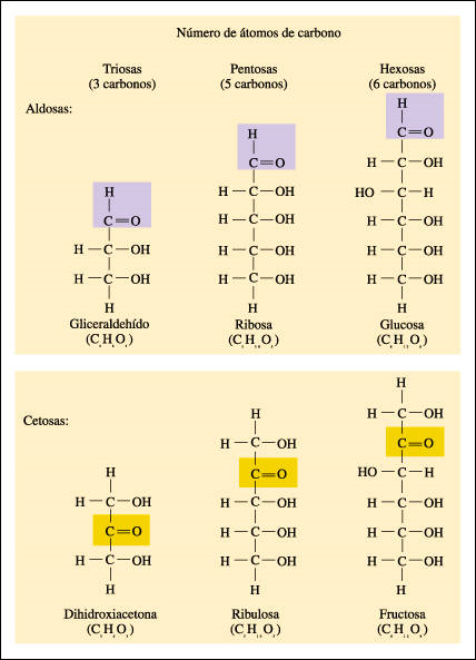 Los Monosacáridos pueden clasificarse según dos criterios: 1- Atendiendo al número de átomos de Carbono: triosas (3), tetrosas (4), pentosas (5).