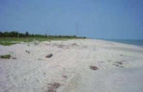 Figura 25. Aspecto de las dunas en Isla del Carmen, Campeche 2012.