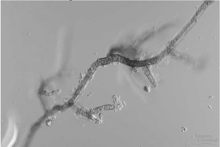 Esporofitos [2N] nótese las cápsulas (esporangios) terminales en donde se producen las esporas haploides [N] por meyósis