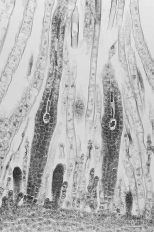 Fig. 29-9c Anthoceros, una especie de antocerote Esporofito Gametofito Traqueofitas Dos modificaciones principales que sufren las plantas: en el suelo, el desarrollo de raíces ( de tallos