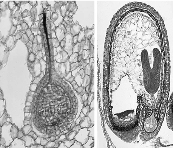 Embriones de plantas terrestres Sin semilla semilla Divisiones de Traqueofitas Arnés de células estériles embrión embrión Plantas sin semillas: los musgos bastones ( club mosses ) en el filo