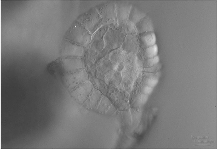 Fig. 29-13-3 Key Soros de Polypodium Haploid (n) Diploid (2n) MEIOSIS Spore dispersal Spore (n) Young gametophyte Antheridium Sorus Sporangium Sporangium Mature sporophyte (2n) New