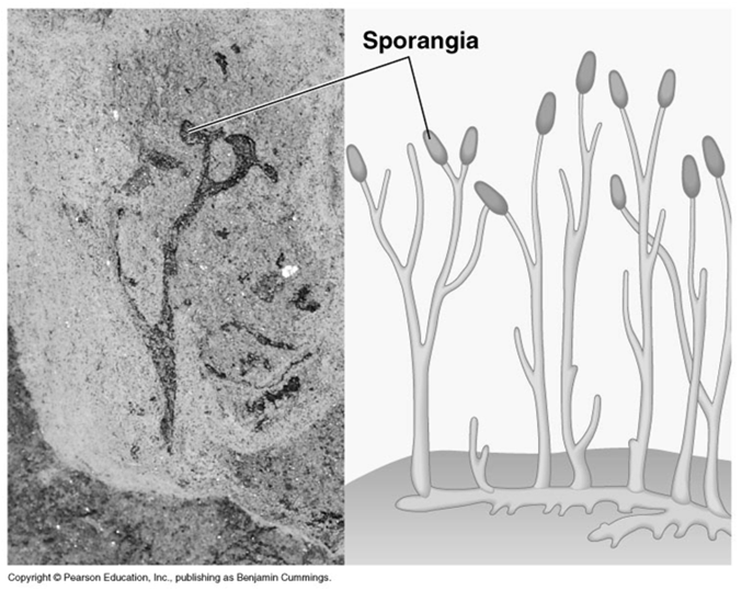 Esporofitos emergiendo de gametofitos Filo Monilophyta anteriormente en Filo Psilophyta Psilotum, el llamado whiskfern, una de las plantas vasculares mas antiguas (récord fósil de 416 millones de