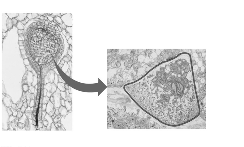 Gametangio de las plantas Células espermáticas en desarrollo Células estériles Gametangio de las plantas Anteridio Óvulo Células estériles Arquegonio Fig. 29-5d Figure 29.