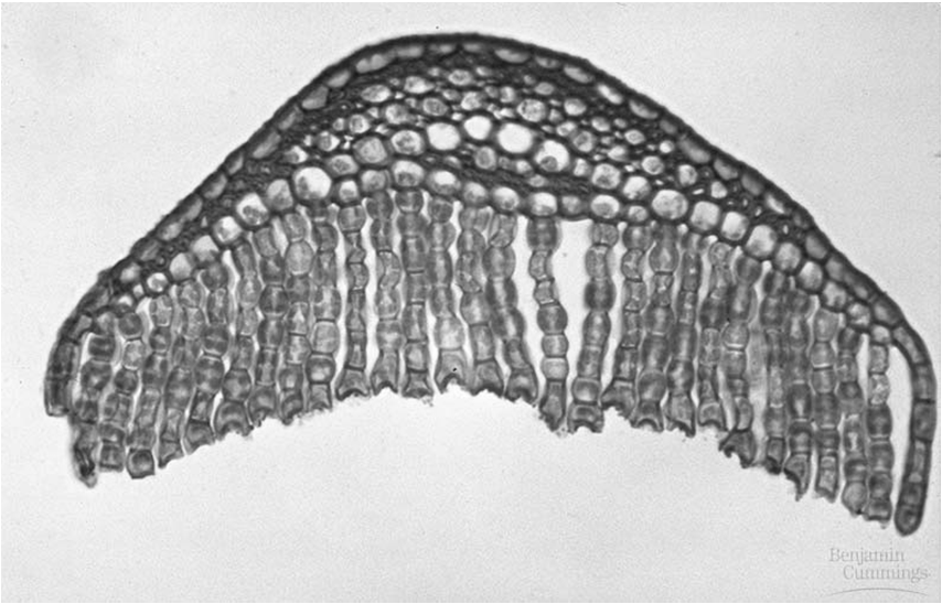 Briofitas Gametofito es dominante sobre esporofito ya que éste último es mas insignificante (en tamaño), no tiene hojas (no es fotosintético o si lo es, muy poco), vive menos tiempo del total del