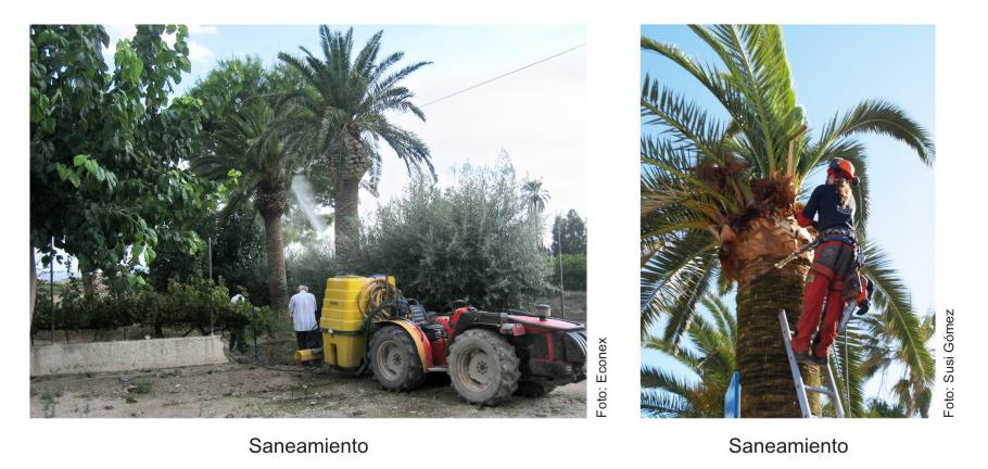 MEDIDAS CULTURALES 1. Examen regular de las palmeras en áreas afectadas. 2.