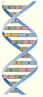 MOLÉCULA ADN (ácido desoxirribonucleico) Función: transmitir la información genética. Compuesto por miles de nucleótidos (adenina, guanina, citosina y timina) que se agrupan en una cadena.