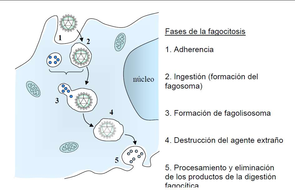 Fagocitosis RESPUESTA