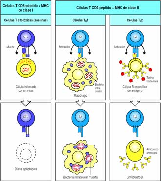 Tres maneras de interacción de antígenos (II) Modos de actuación del sistema inmune frente a patógenos y células