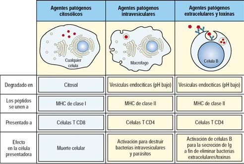 Tipo de respuesta Anticuerpos lisis por complemento fagocitosis mediada por anticuerpos Activación macrófagos por Th1 Anticuerpos Destrucción por Tc de las células