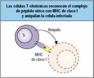 Modo de acción del sistema inmune frente a virus. Papel de los linfocitos Tc Respuestas frente a parásitos Agentes patógenos que incluyen protozoos (amebiasis, malaria, leishmaniasis, etc.