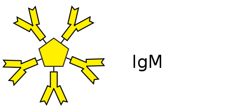 La IgD son las primeras en fabricarse por los linfocitos B, lo que puede estar relacionado con la activación de los linfocitos B.