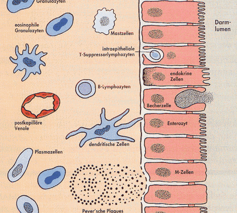 REDES INMUNOLOGICAS : PLACAS DE PEYER Y LAMINA PROPIA Reconocimiento de patogenos es tarea de inmunidad de las mucosas: Placas de Peyer Donde las celulas T- Helper de tipo2, (Th2) aportan la ayuda de