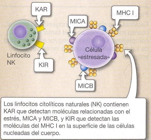 Mecanismo de las células NK