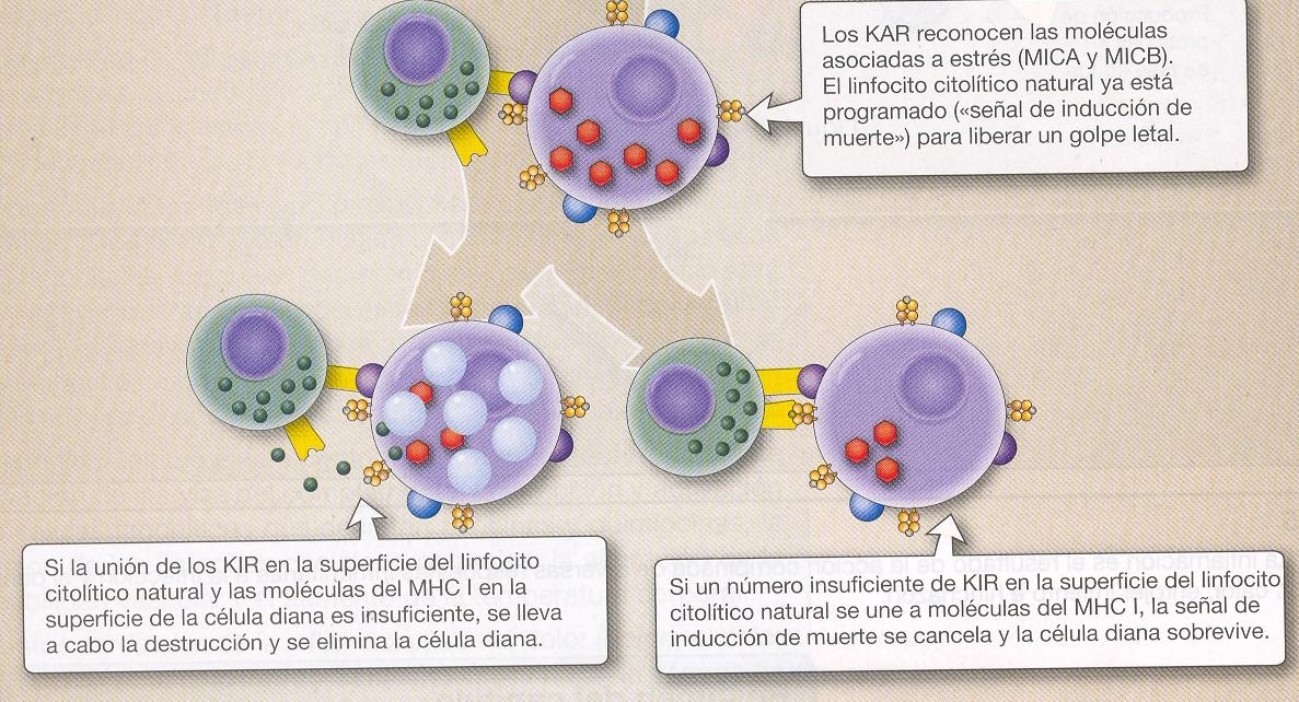 Mecanismo de las células NK