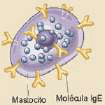 ESPECIALIZACION DE LA RII La naturaleza del proceso infeccioso condicionará la participación de diferentes componentes de la Inmunidad Innata.