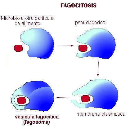 Reconocimiento y adhesión FAGOCITOSIS Ingestión por seudópodos: formación de fagosoma (vacuola