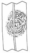 Mancha zonada Gloeocercospora sorghi Mancha zonada Gloeocercospora sorghi Tizones (manchas grandes) circulares e irregulares Lesion concentrica muy