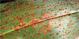 Mancha zonada Gloeocercospora sorghi Roya común Puccinia sorghi Hongo que sobrevivie en el rastrojo Como micelio y esclerocios (hojas/bracteas/tallos) Se transmite Por semilla Policiclico en función