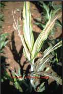 Ergot Claviceps africana Mildio Peronoescleroplasma sorghi Hongo bio-trófico (p.