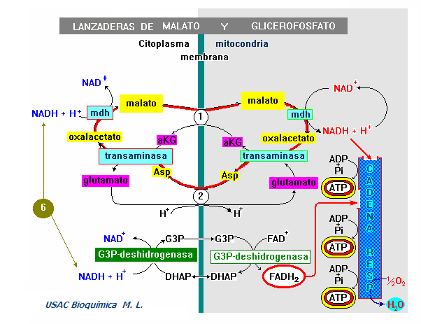 Siga la secuencia de la línea roja Llevar equivalentes reductores a la mitocondria por medio de la lanzadera de GLICEROFOSFATO, sólo permite hacer una parte del recorrido de la cadena respiratoria y