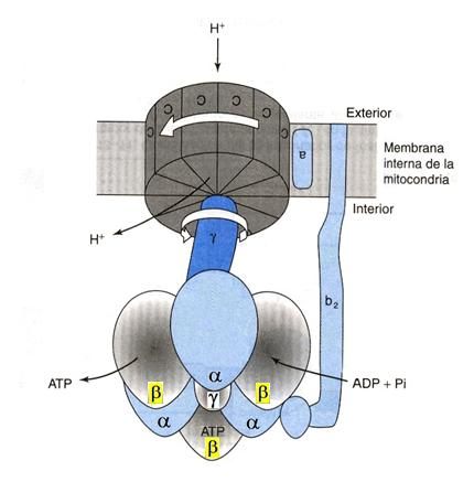 ATP sintasa: subcomplejo F0 giratorio y subcomplejo F1 Los protones que pasan por las subunidades C y g causan su