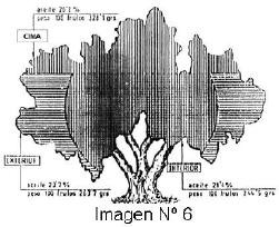 Imagen Nº 5: Modo correcto e incorrecto de efectuar los cortes de renovación en olivar (Dibujo de De la Puerta, 1969).