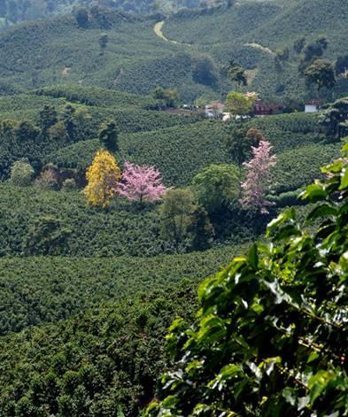 Atributos acordados por Equipos regionales 3. Predominancia de Café Expresa el influjo del uso de la tierra para cultivo del café sobre otros cultivos.