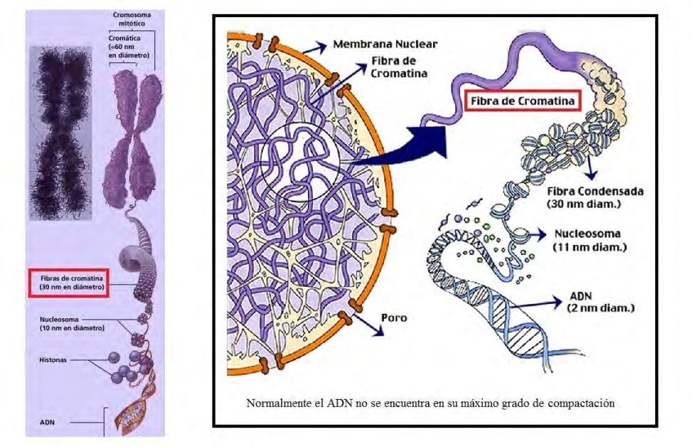 Estructura: desde ADN cromosoma El ADN se encuentra empaquetado en los cromosomas que son estructuras