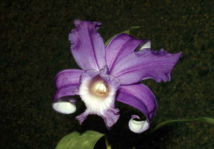 242 LANKESTERIANA Figure 3. Sobralia sp. Alto de Araya (Cartago, Costa Rica); una división de la planta que crece en el jardín de don Abel Araya.