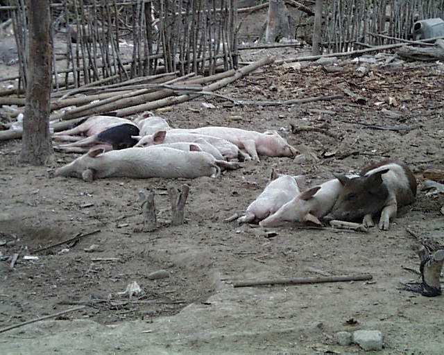 Control de la Cisticercosis La separación de los cerdos de las heces (infectadas) es clave El control de la enfermedad ha sido conseguido en paises desarrollados a través del saneamiento y crianza