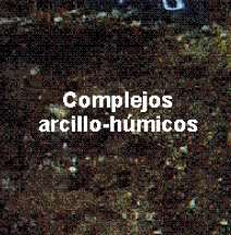 COMPLEJO ARCILLO-HUMICO Las arcillas del suelo en conjugación con los ácidos húmicos forman y