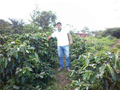 Experiencia de uso de Cropfield Ekofield Cultivos Tropicales en la produccio n de cafe PROGRAMA DE FERTILIZACIO N DE PLANTAS DE CAFE LOCALIDAD: SAN IGNACIO CAJAMARCA INGENIERO AGRONOMO JUAN NUN EZ