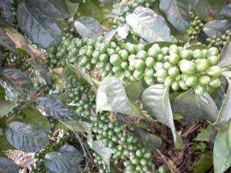 Experiencia de uso de Cropfield Ekofield Cultivos Tropicales en la produccio n de cafe Aplicacio n a los doce meses: 80 g de Fertilizante Sinte tico Cafe.