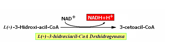 Beta oxidación: Reacción 3 O O R C CH 2 C~S CoA El carbono 3 ( --CH(OH)-- ) es afectado por la segunda deshidrogenación, que lo