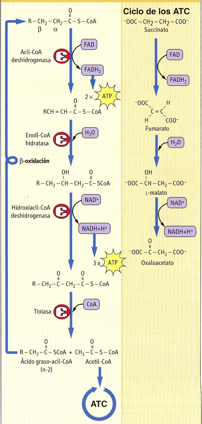 Energética de la Beta- Oxidación del ácido Palmítico (16 carbonos): Se consumen 2 enlaces de alta energía en la activación del ácido graso.