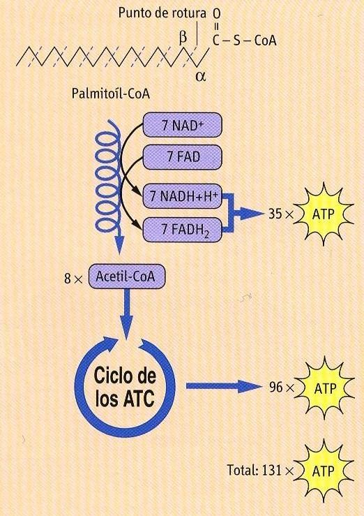 Energética de la Beta-Oxidación del ácido Palmítico (16 carbonos): Se consumen 2 enlaces de alta energía en la activación del ácido graso.