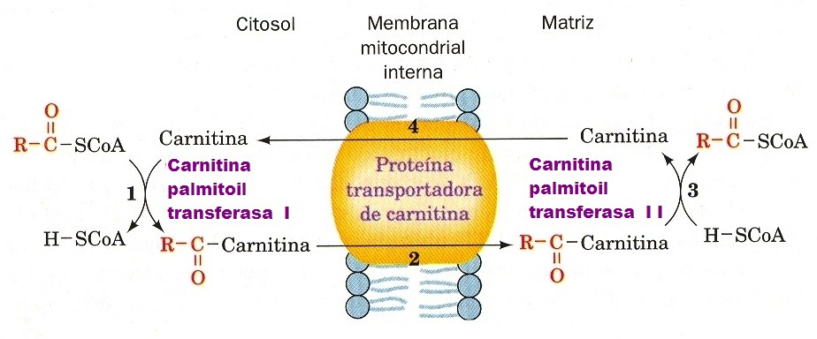 Segundo paso: El sistema de transporte de ácidos grasos por la membrana