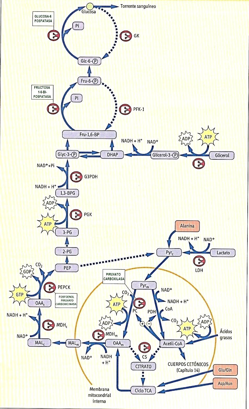 Gluconeogénesis A partir del lactato del eritrocito o del metabolismo muscular, el hígado forma piruvato con la enzima Lactato deshidrogenasa En la mitocondria la